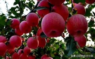在我的院子里种一棵苹果树风水好吗？怎样种一棵苹果树？