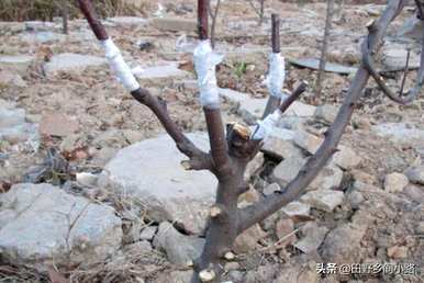 在我的院子里种一棵苹果树风水好吗？怎样种一棵苹果树？