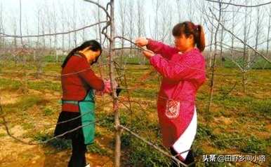 在我的院子里种一棵苹果树风水好吗？怎样种一棵苹果树？