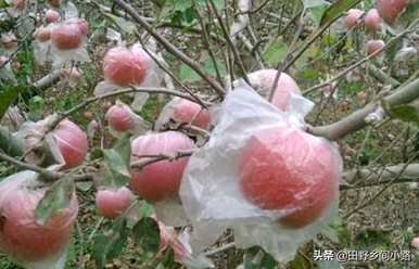 在我的院子里种一棵苹果树风水好吗？怎样种一棵苹果树？