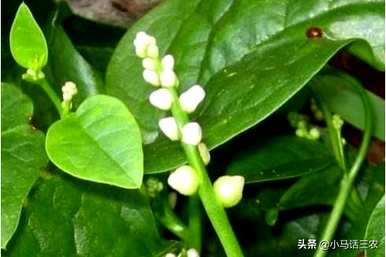 木耳菜种植不发芽怎么了？如何种植木耳菜容易发芽？