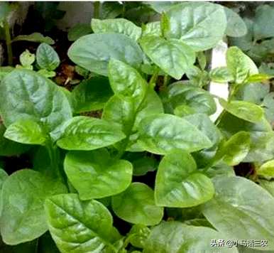 木耳菜种植不发芽怎么了？如何种植木耳菜容易发芽？