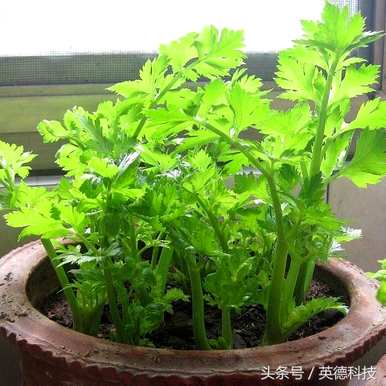 冬季温室芹菜生长多长时间，芹菜生长多长时间？