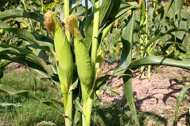 玉米种植技术与管理施肥，玉米种植技术要点及施肥方法