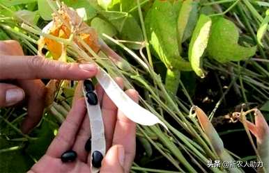 第二年黑豆还能种吗？黑豆什么时候种得最好？