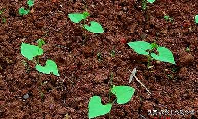 土豆种植技术和管理方法，土豆种植需要施用什么肥料？