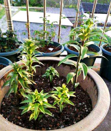百合种植视频教程，百合种植方法全过程
