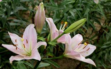 百合种植视频教程，百合种植方法全过程