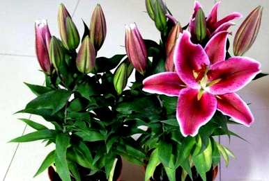 百合种植视频教程，百合种植方法全过程