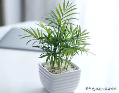 如何使袖珍椰子根部发芽爆盆，袖珍椰子如何爆盆？