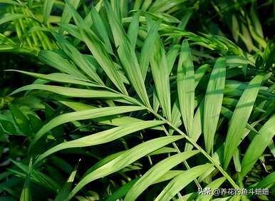 如何使袖珍椰子根部发芽爆盆，袖珍椰子如何爆盆？