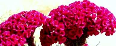 如何种植鸡冠花种子，发芽鸡冠花种子