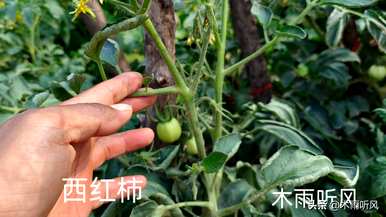 番茄怎样剪枝才能多结果，番茄怎样剪枝才能多结果