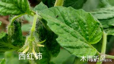 番茄怎样剪枝才能多结果，番茄怎样剪枝才能多结果