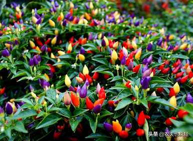 如何种植五彩椒，冬天能种植五彩椒吗？