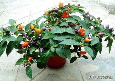 如何种植五彩椒，冬天能种植五彩椒吗？