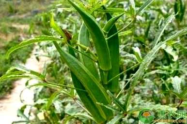 如何种植黄秋葵补肾果？