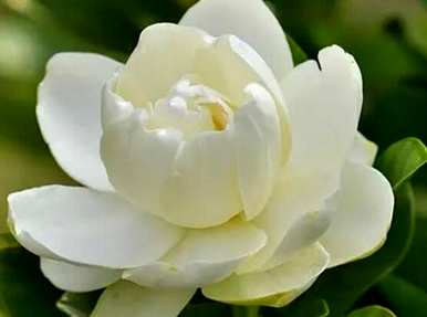 栀子花语是什么？栀子花语是什么？