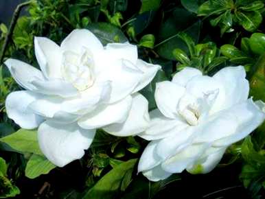 栀子花语是什么？栀子花语是什么？