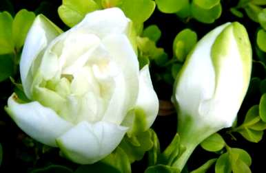栀子花语是什么？栀子花语是什么？