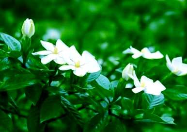 栀子花语是什么？栀子花语是什么？