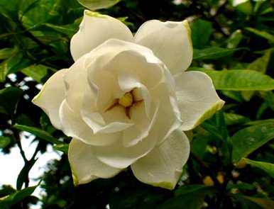 栀子花语是什么？栀子花语是什么？