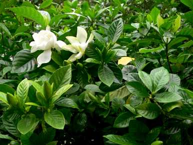 栀子花语是什么？栀子花语是什么？