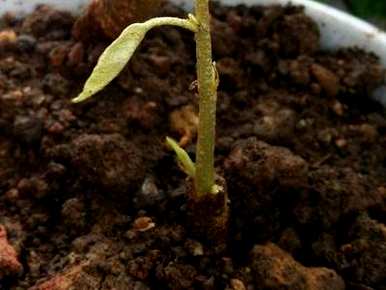 榴莲树籽发芽多少天，榴莲核怎么发芽种植？