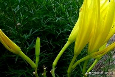 黄花菜如何繁殖最快，黄花菜如何分芽繁殖？