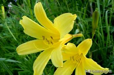 黄花菜如何繁殖最快，黄花菜如何分芽繁殖？
