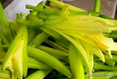 黄花菜如何繁殖最快，黄花菜如何分芽繁殖？