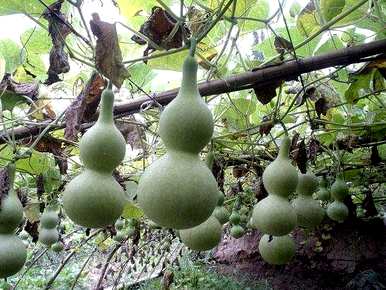 葫芦刚摘下来怎么打理，葫芦怎么打理？