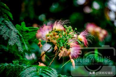 合欢花种植几年开花，合欢花几个月开花