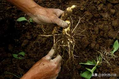 种人参果树几年就能结果，人参要种几年才能收获
