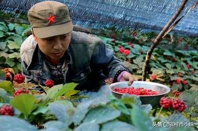 种人参果树几年就能结果，人参要种几年才能收获