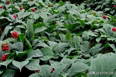 种人参果树几年就能结果，人参要种几年才能收获