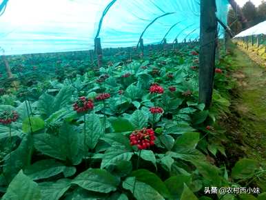 种人参果树几年就能结果，人参要种几年才能收获