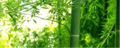 家里养竹子最好用什么肥料，竹子上最好用什么肥料？
