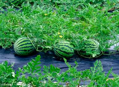 温室西瓜在几个月内种植更合适，什么时候种植西瓜合适？