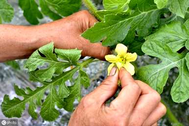 温室西瓜在几个月内种植更合适，什么时候种植西瓜合适？