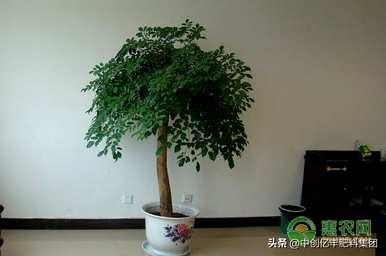 如何让幸福树爆新芽，如何扦插幸福树新芽？