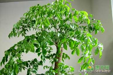 如何让幸福树爆新芽，如何扦插幸福树新芽？