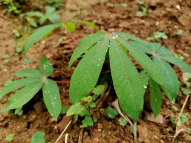 广西崇左高产木薯，如何种植高产木薯？