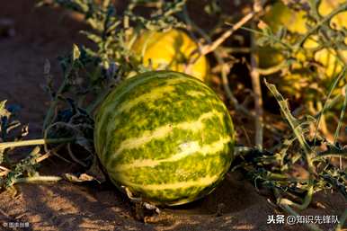 河南豫艺种业无籽西瓜种，无籽西瓜怎么种？