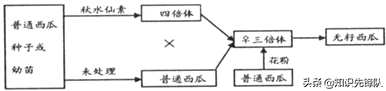 河南豫艺种业无籽西瓜种，无籽西瓜怎么种？