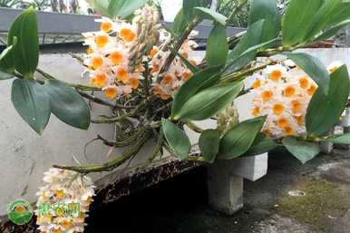 球花石斛和蜜花石斛的区别，如何饲养球花石斛才能更强