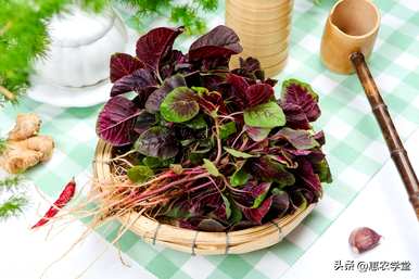 五月可以种孔雀菜吗？五月种什么菜比较好？