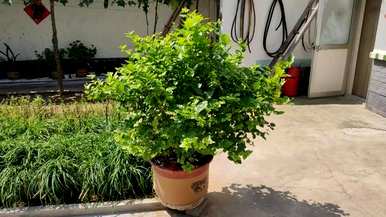 茉莉花适合室内养吗？风水好吗？茉莉花适合室内养吗？