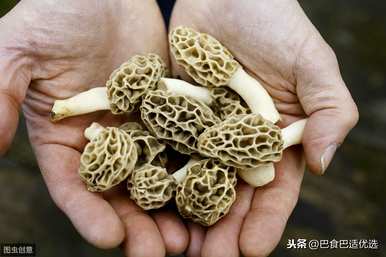 如何种植羊肚菌，方城羊肚菌