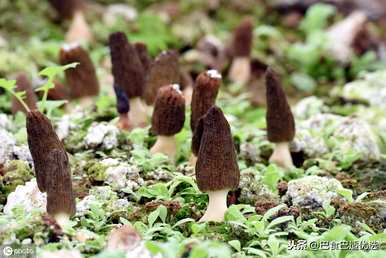 如何种植羊肚菌，方城羊肚菌